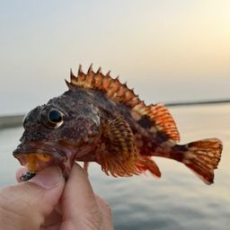 カサゴ