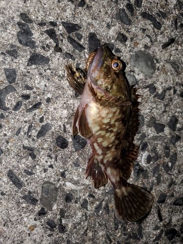 アラカブの釣果