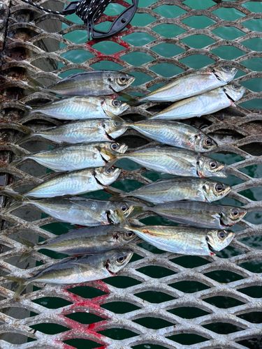 アジの釣果