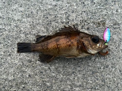メバルの釣果