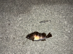 メバルの釣果