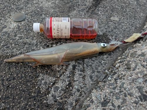 ヤリイカの釣果