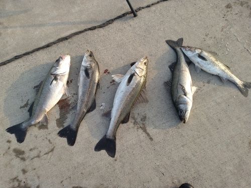 シーバスの釣果