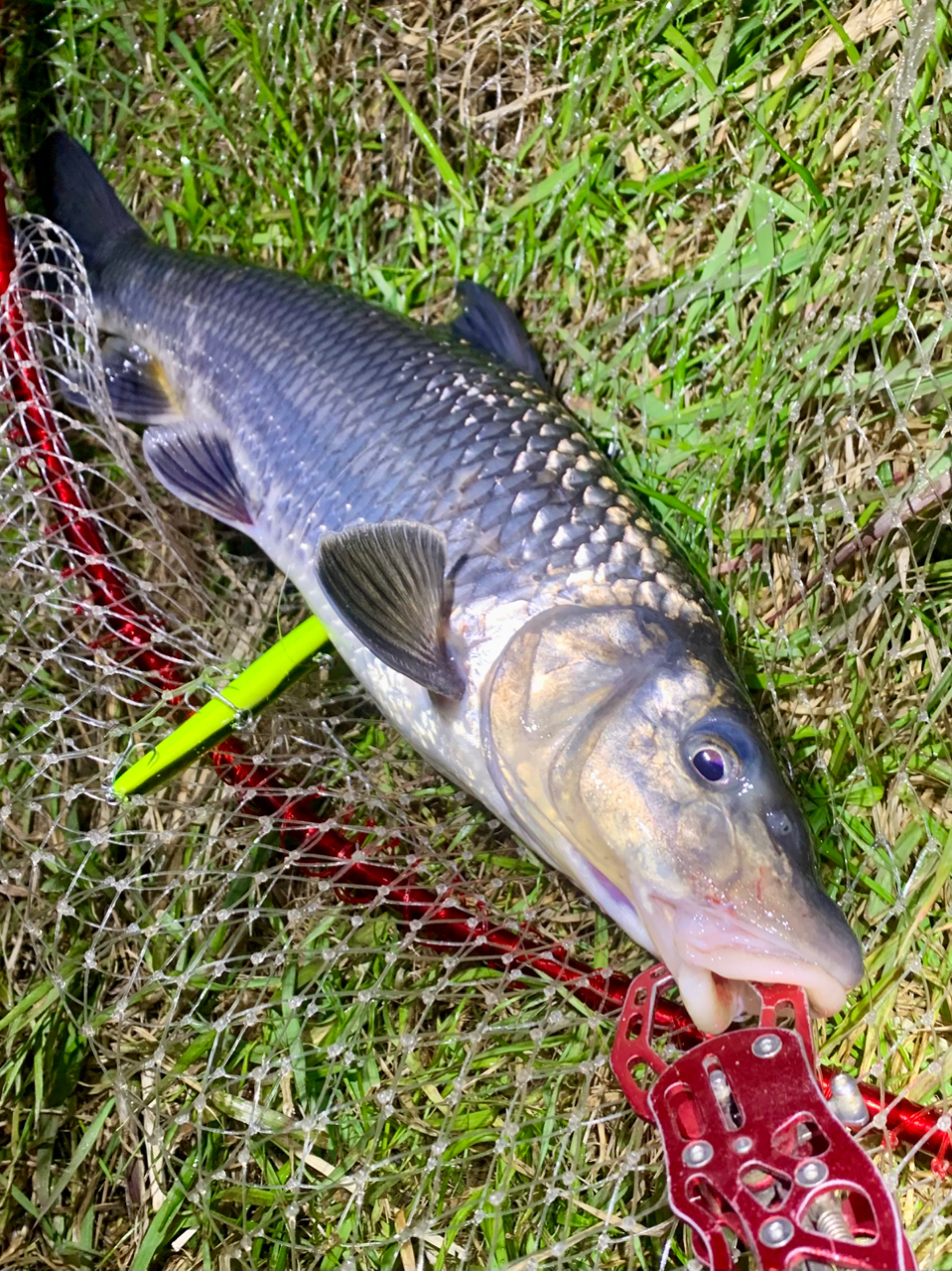 SHIMANO 20ヴァンフォード C3000SDHの最安値・インプレ・釣果