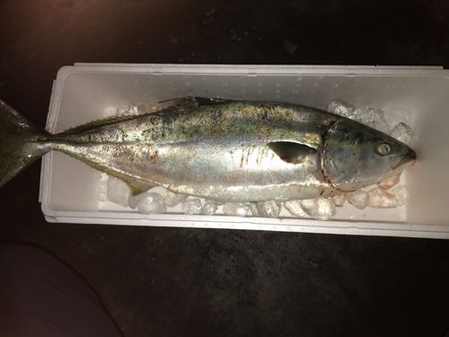 ヤズの釣果