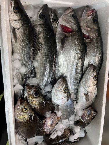 セイゴ（ヒラスズキ）の釣果