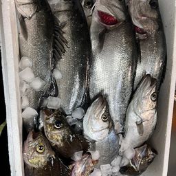 セイゴ（ヒラスズキ）