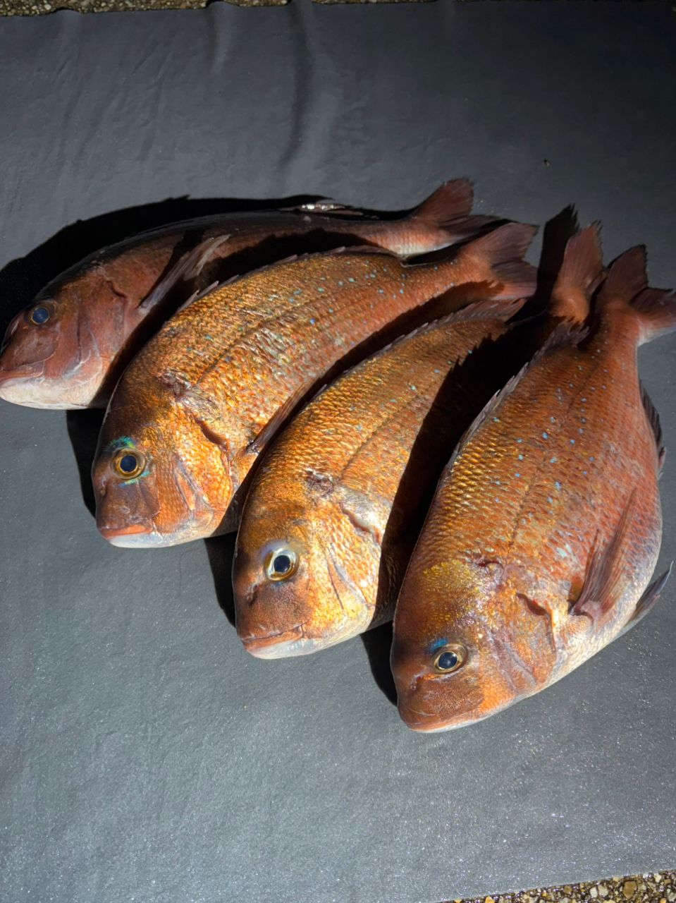 ポンポコポンさんの釣果 1枚目の画像