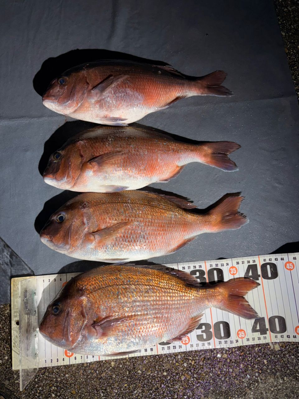 ポンポコポンさんの釣果 2枚目の画像