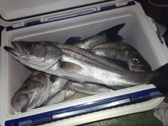 マルスズキの釣果