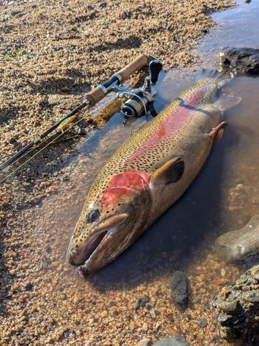 ニジマスの釣果