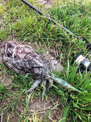 モンゴウイカの釣果