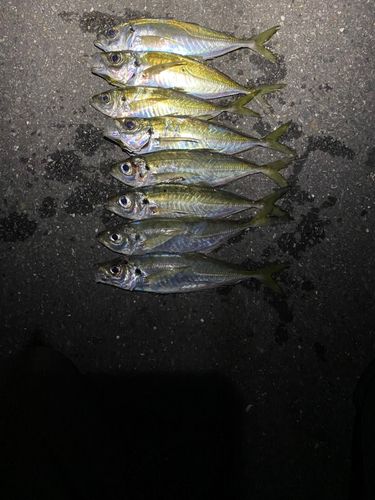 アジの釣果