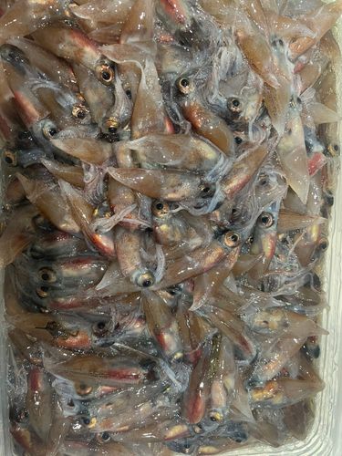 ホタルイカの釣果