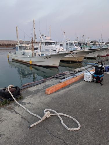 アカアマダイの釣果