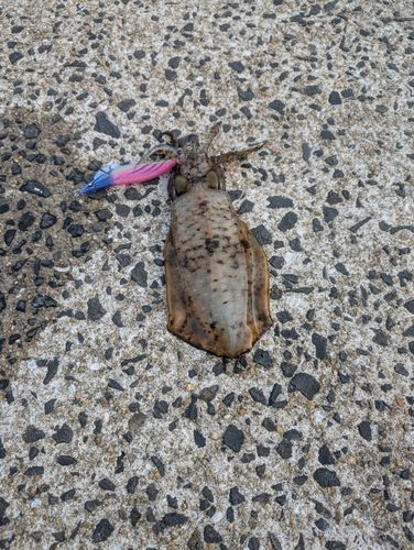 アオリイカの釣果