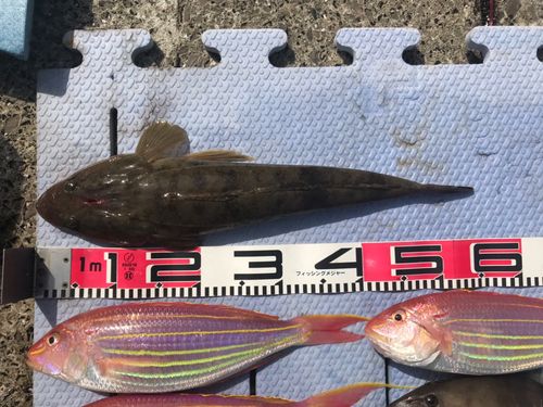 マゴチの釣果