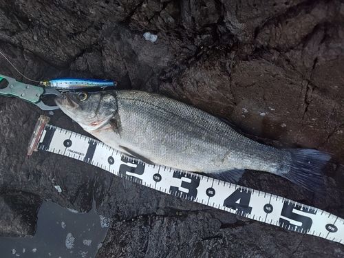 セイゴ(ヒラスズキ)の釣果