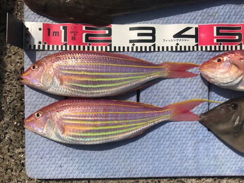 イトヨリダイの釣果