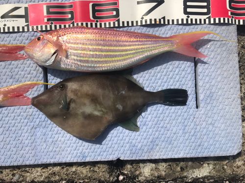 ウマヅラハギの釣果
