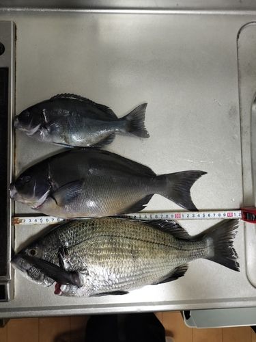 チヌの釣果
