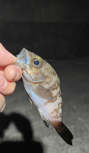 メバルの釣果