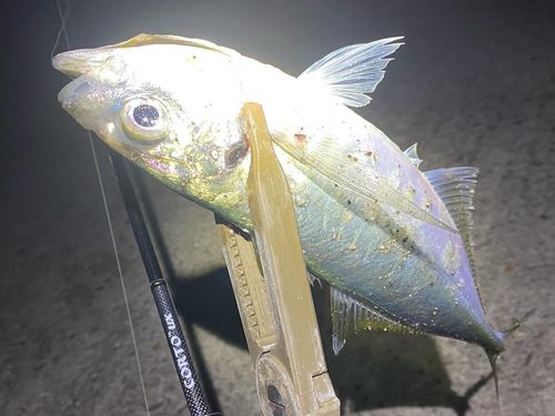 マアジの釣果