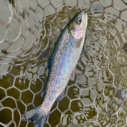 ニジマスの釣果