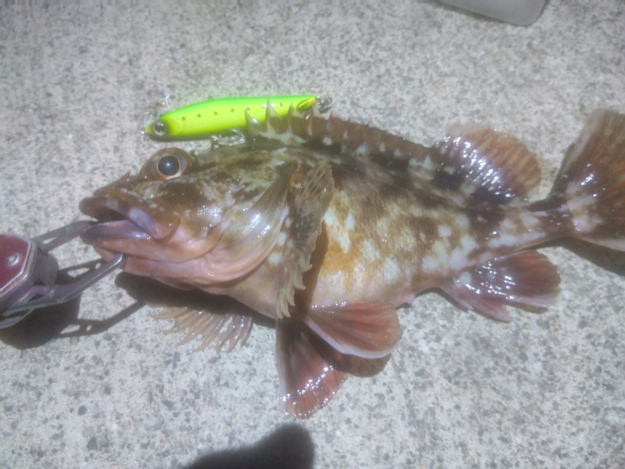 DAIWA 21ラブラックス AGS 93MLの最安値・インプレ・釣果 | 本音 DAIWA 21ラブラックス AGS 93MLの最安値・インプレ・釣果 | 本音