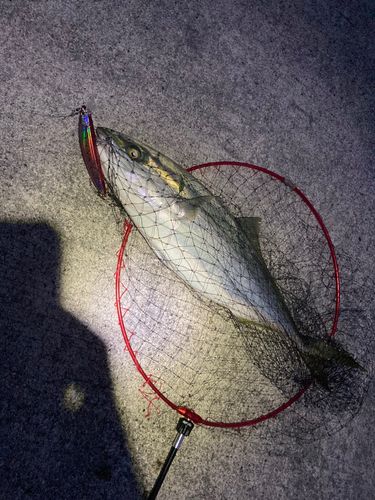 ブリの釣果