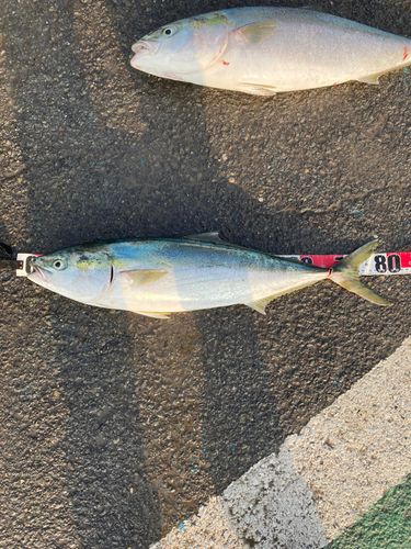 ブリの釣果