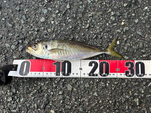 マアジの釣果