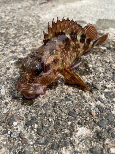 カサゴの釣果