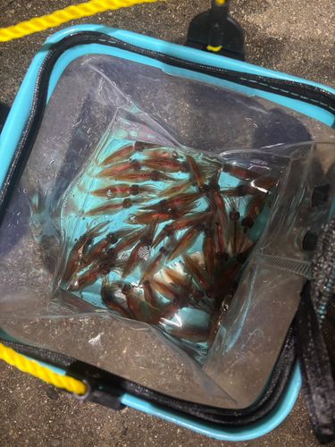 ホタルイカの釣果