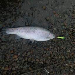 レインボートラウト