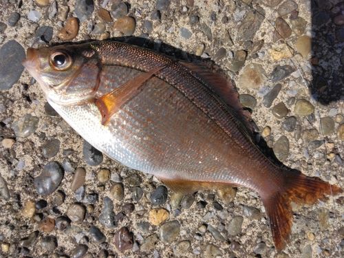 ウミタナゴの釣果