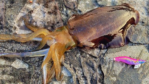 アオリイカの釣果