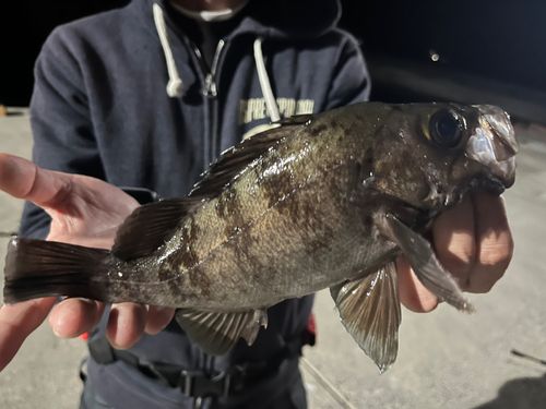 メバルの釣果