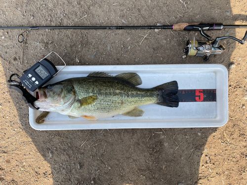 ブラックバスの釣果