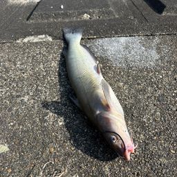 アメリカナマズ