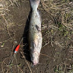 アメリカナマズ