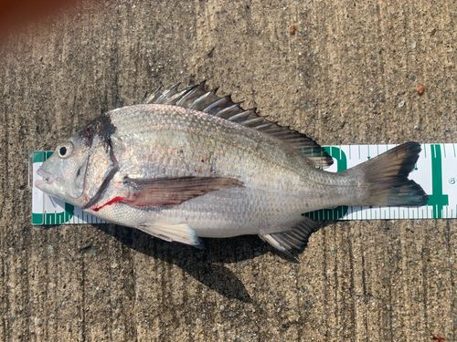 チヌの釣果