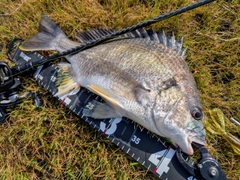 キビレの釣果