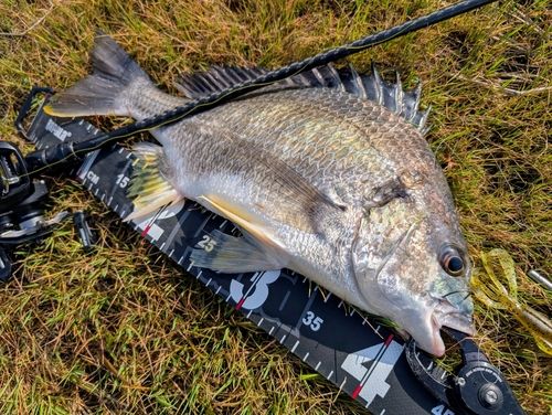 キビレの釣果