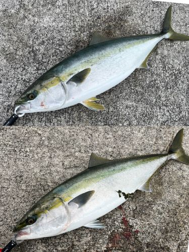 ブリの釣果