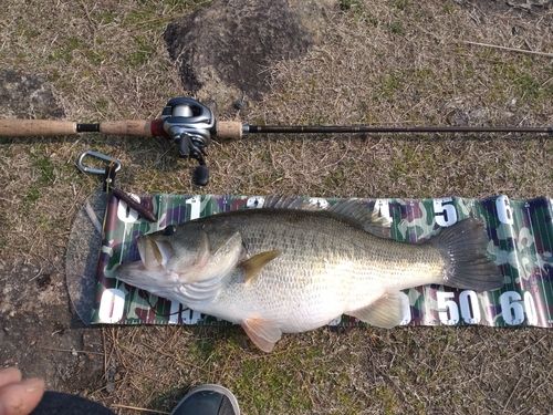 ラージマウスバスの釣果