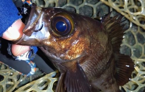 シロメバルの釣果