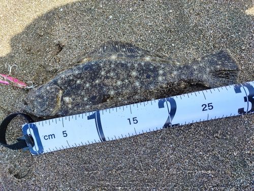 ソゲの釣果