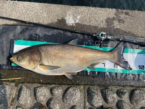 ハクレンの釣果