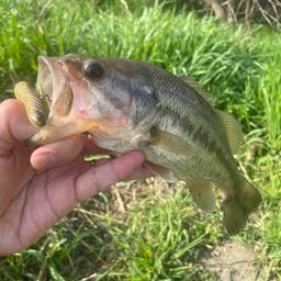 ラージマウスバス